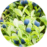 Bilberry Extract and Astaxanthin