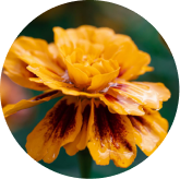 Lutein and Zeaxanthin
